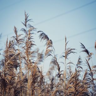 Buszując w zbożu, czyli na spacerze po Szopienicach
#szopienice #katowice #katowicenielizbona #silesia #slask #zboże #corn #trawa #zieleń #green #sky #niebo #wiosna #spring #rośliny @guliwerowy